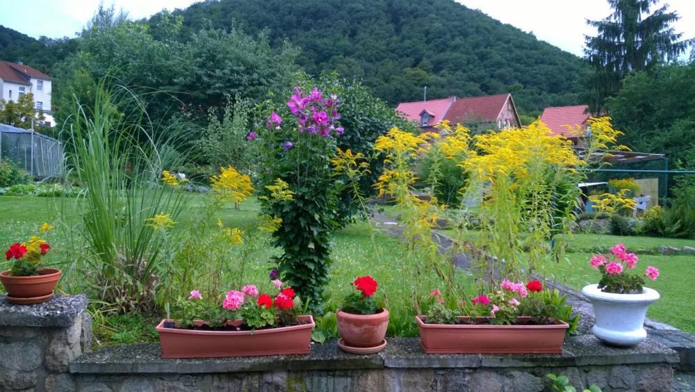 Ferienwohnung Bergblick - Inklusive Bodetal Therme Thale Ngoại thất bức ảnh